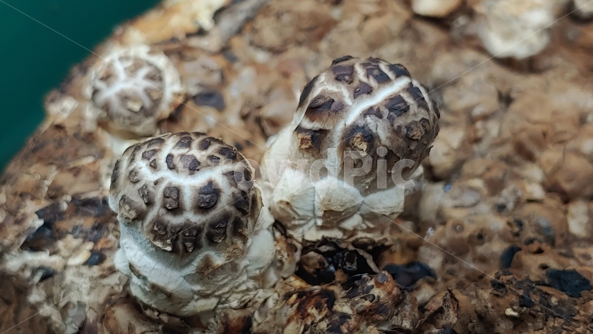 버섯,표고버섯,클로우즈업,음식,자연,재배,버섯,mushroom