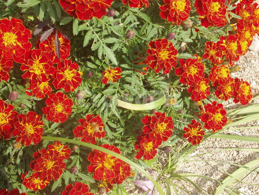 꽃,식물,flower,화분,화단