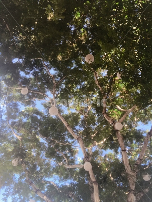 나무,하늘,자연,식물,초록,자연,풍경,nature,landscape,tree,plant,vegetation,초목