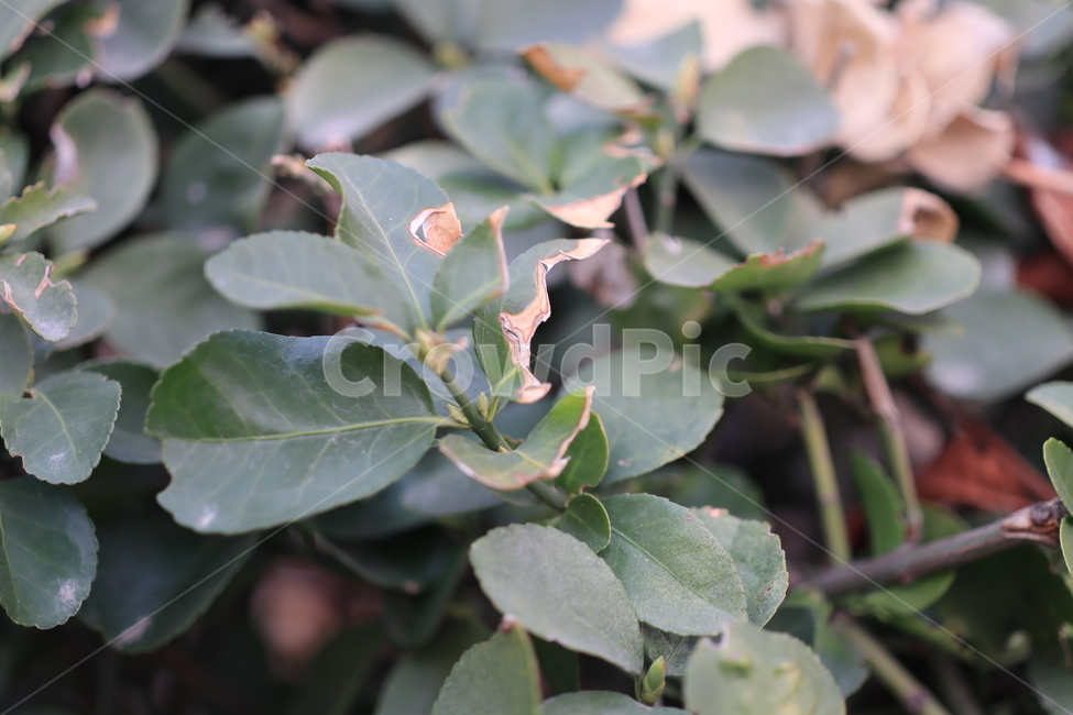 식물,병충해,해충,나무,접사,식물,자연,plants,nature