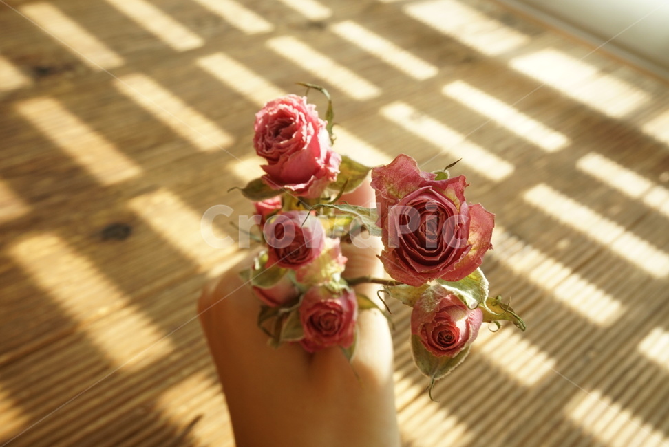 드라이플라워,장미,분홍장미,말린꽃,감성,꽃,flower