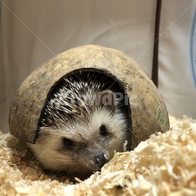 고슴도치,소동물,포유류,애완동물,애완소동물,고슴도치얼굴,동물,animal,포유류,mammal