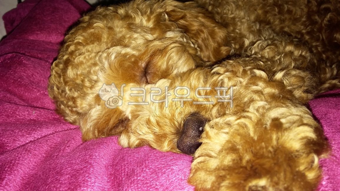 애프리푸들,푸들,반려견,pet,잠든모습