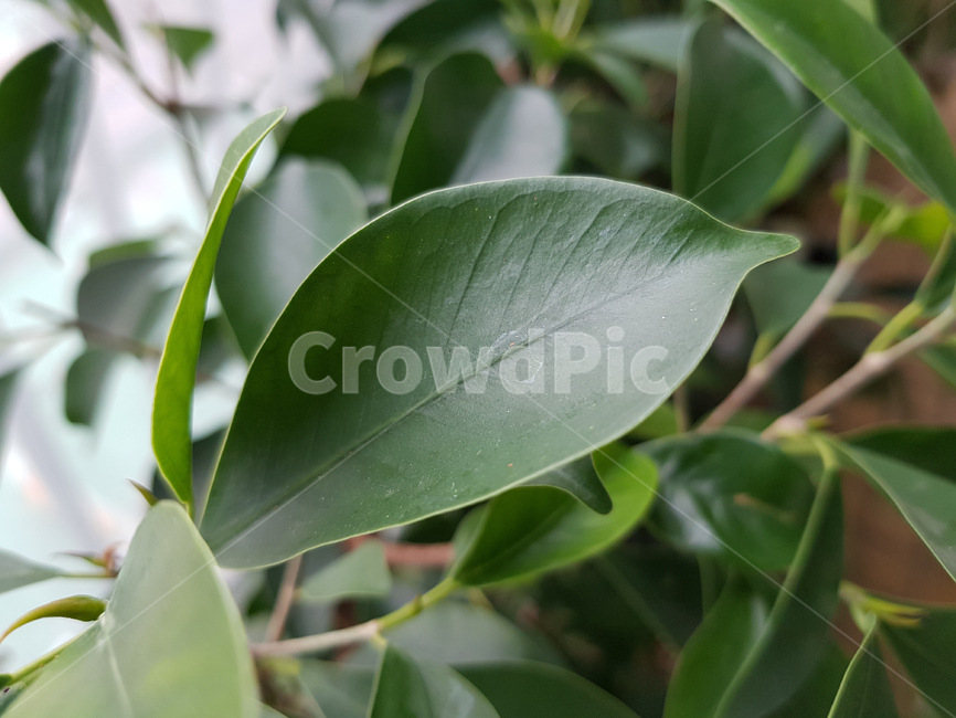 plant,식물,나뭇잎,leaf,잎