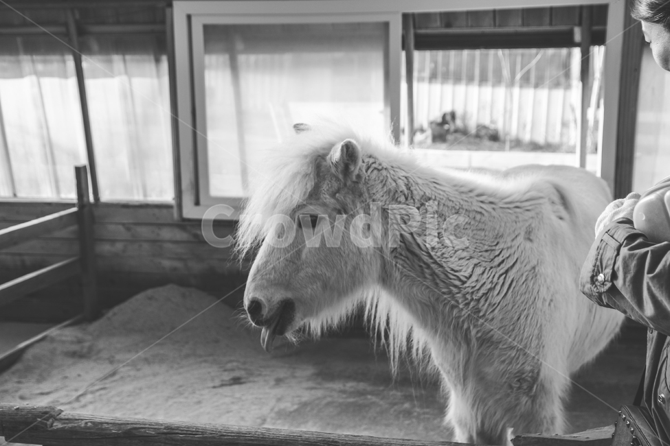 말,동물,감성,흑백,백마,따뜻,동물,animal,포유류,mammal