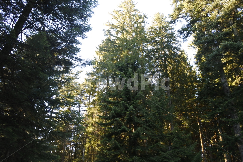숲,나무,자연,풍경,산,mountain,nature,landscape,forest,trees,tree,스위스,필라투스,루체른,해외,외국,등산