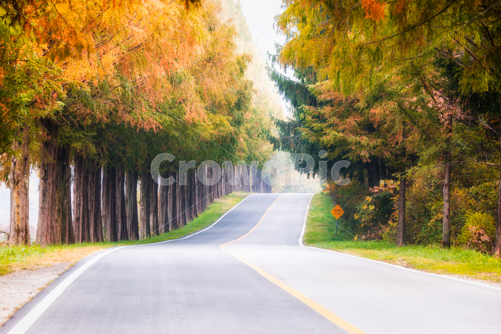 메타세콰이어길,단풍길,road,도로,나무,나무길,모래재길,모래재,가을,계절,fall,autumn,season,자연,풍경,nature,landscape,한국자연풍경,한국자연경관,korea nature landscape,freeway,고속 도로,highway,고속도로,asphalt,아스팔트,tree,plant,식물