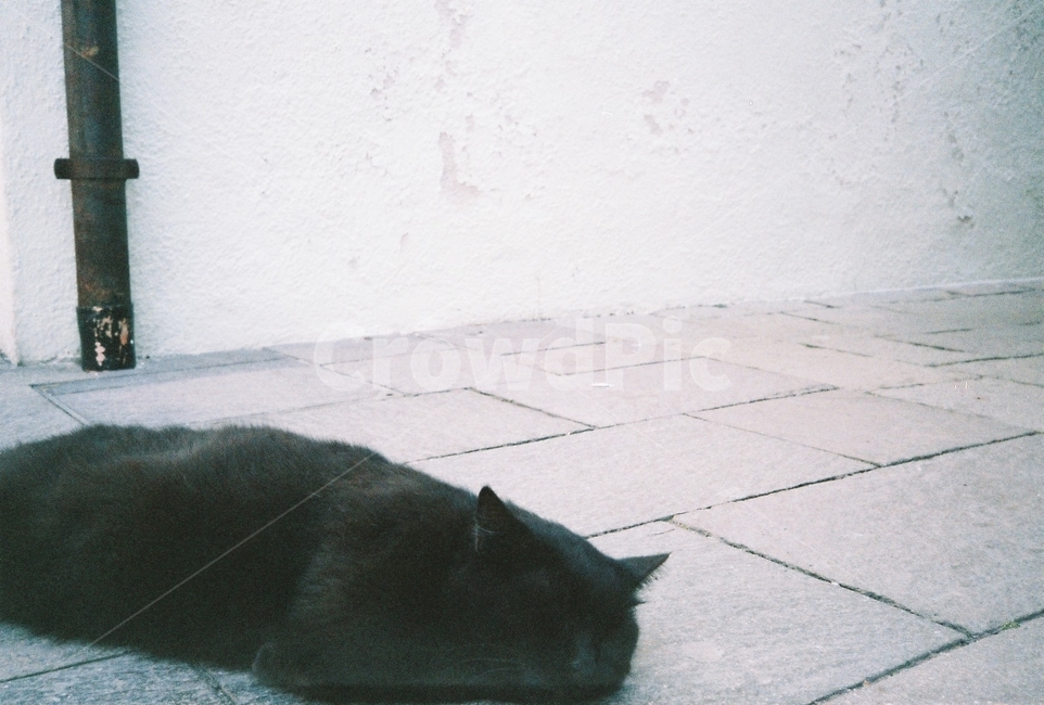 고양이,길고양이,검은고양이,자는고양이,cat,동물,animal,포유류,mammal,고양이,cat,kitten,kitty