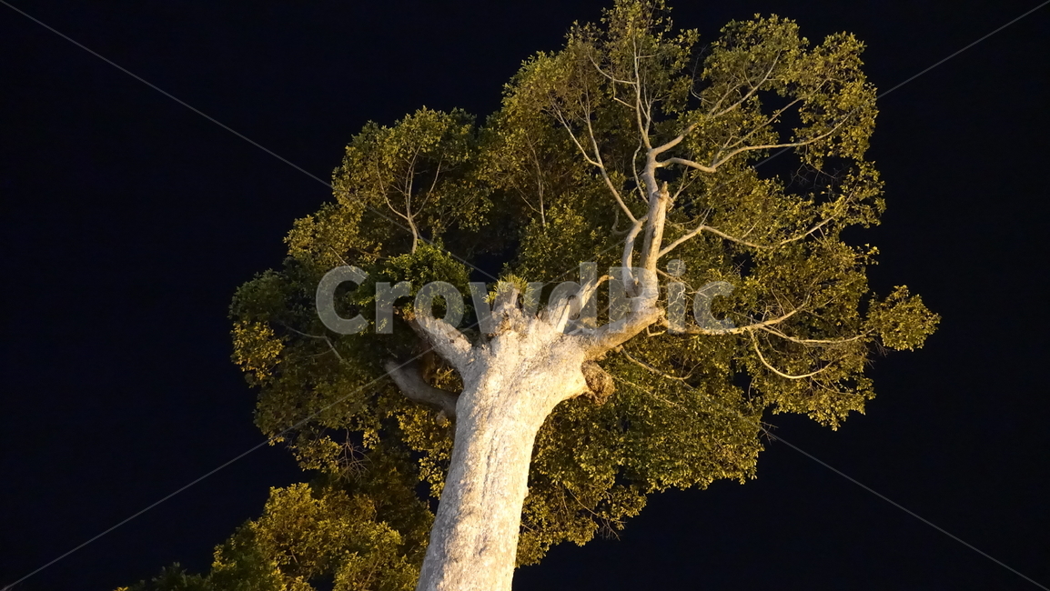 tree,나무,plant,식물,treetrunk,나무줄기,우듬지,밤,검정,black,검은색