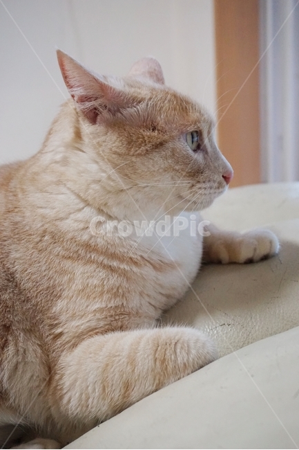 동물,고양이,코리안숏헤어,냐옹이,코숏,동물,animal,포유류,mammal,고양이,cat,kitten,kitty