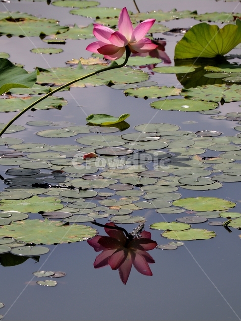 연꽃,물,반영,줄기,여름,식물,자연,plants,nature,꽃,flower
