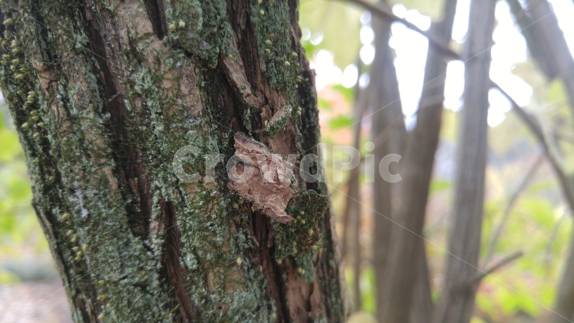 나무,나무껍질,식물,treetrunk,tree,나무이끼,나무,trees,wood