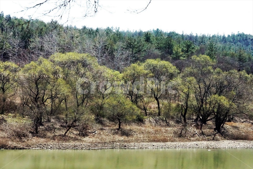봄,나무,자연,식물,하늘,저수지,물,초록색,계절,새싹,spring,nature,season,sky,trees,resrrvoir,green,mountain,sprout,water,자연,풍경,nature,landscape,tree,plant,fir,전나무