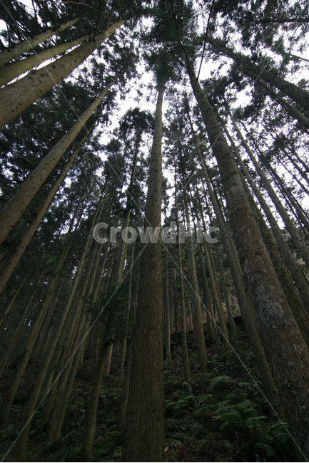 나무,숲,풍경,자연,산,자연,풍경,nature,landscape,식물,plants,나무,trees,wood,plant,tree