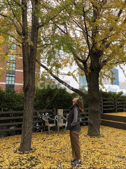 은행나무,노란색,yellow,노란,은행,가을,위로,쳐다보다,단발머리,가을,계절,fall,autumn,season,자연,풍경,nature,landscape,사람,인물,인간,human,person,여성,여자,woman,female,lady,tree,나무,plant,식물