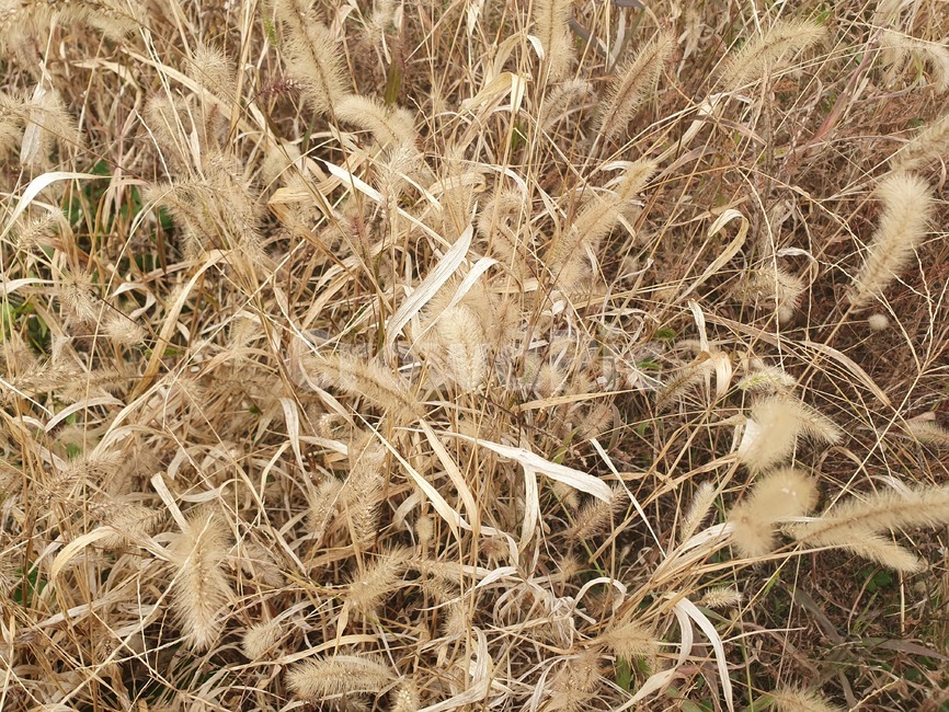 plant,식물,잔디,grass,강아지풀,식물,자연,plants,nature