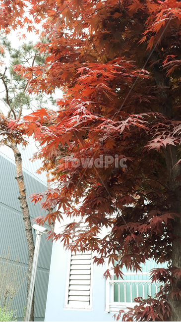 cctv,감시카메라,나무,자연,식물,단풍,단풍나무,단풍잎,붉은색,레드,가을,빨강