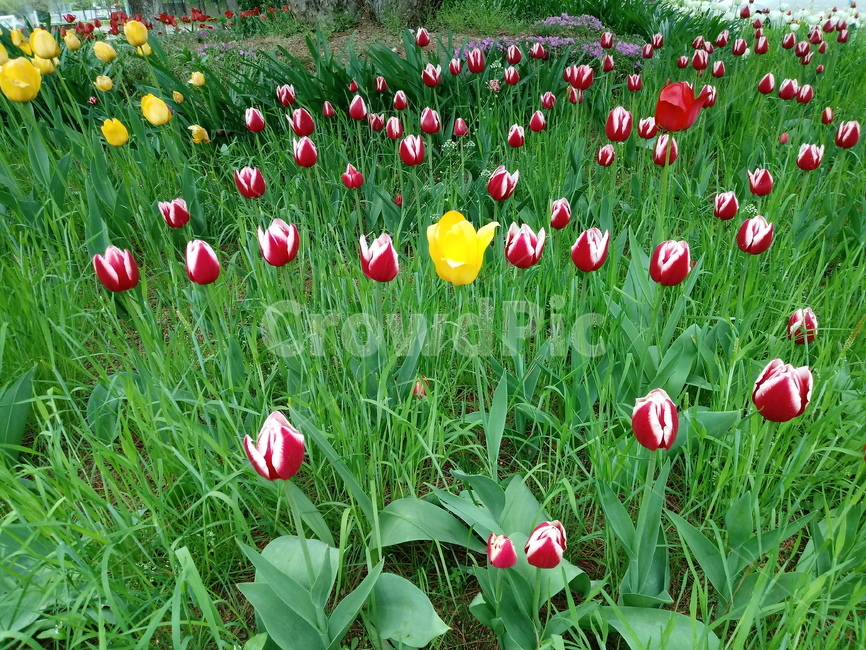 tulip,백합과,구근초,여러해살이화초,꽃,튤립,빨강색,봄,식물,자연,springseasonflower
