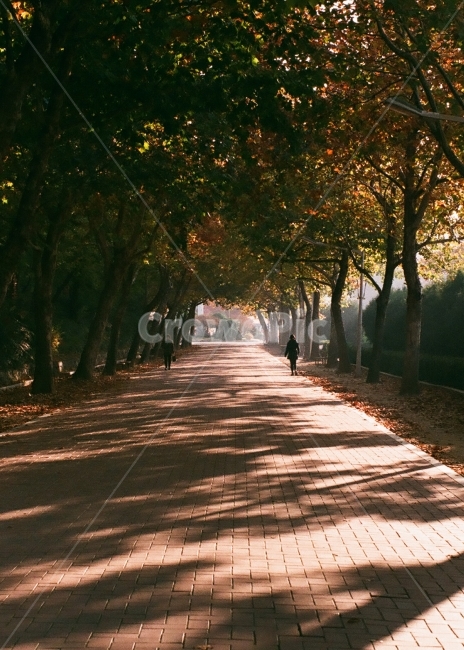 길,도시,아늑함,감성,색감,가을,계절,fall,autumn,season,감성,sensible,feeling,path,통로,walkway,보도,sidewalk,pavement,포장,tree,나무,plant,식물