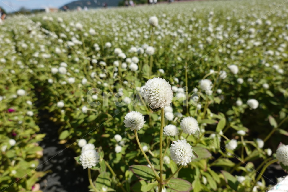 천일홍,흰꽃,꽃밭,꽃축제,초록잎,풀잎,식물,자연,plants,nature,꽃,flower