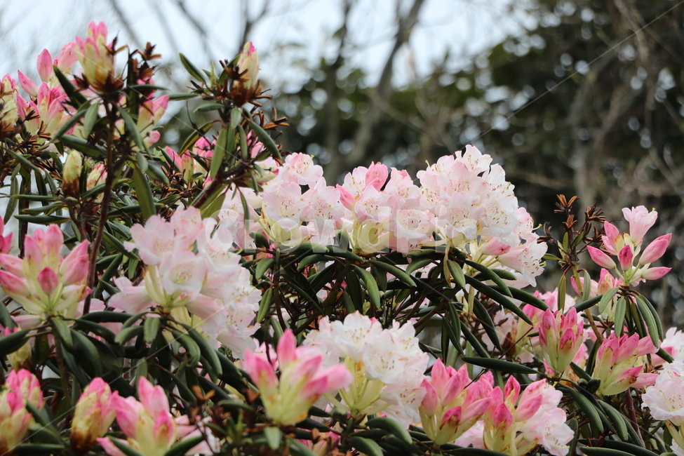 철쭉,royalazalea,꽃나무,꽃,철쭉나무,봄,flowers,flowertree