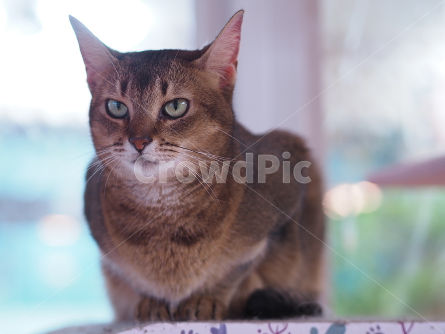 고양이,반려동물,반려묘,애묘,동물,애완동물,cat,kitty,animal,mammal,kitten,귀여움,집사,야옹이,냥,냥이,아비시니안,동물,animal,포유류,mammal,고양이,cat,kitten,kitty