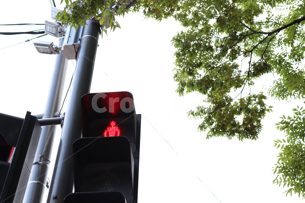 신호등,빨간불,건널목,trafficlight,정지,하늘,red,black,멈춤,빛,crossing,stop,나무,교통,교통수단,traffic,transportation