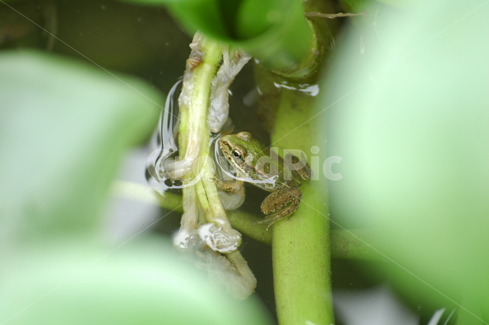 개구리,연못,파충류,꼬리,연잎,동물,animal,파충류,양서류,reptile,amphibian