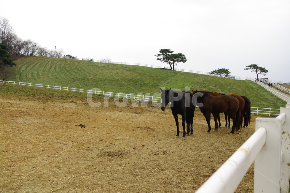 말,목장,울타리,동물,종마,말목장,동물,animal,포유류,mammal,산업,industry,industrial,목축업,목장,livestock farming,ranching,pasture