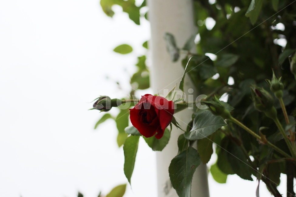 장미,rose,꽃,식물,플라워,flower,축제,향기,꽃향기,봄,계절,spring,season,식물,자연,plants,nature,꽃,flower,plant,blossom