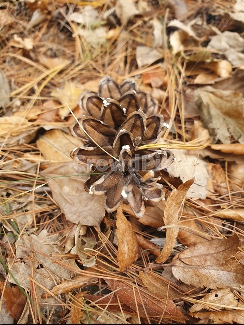 ground,바닥,leaf,잎,plant,식물