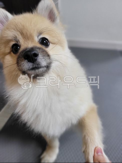 high five,smile,attractiveness,form,pomeranian,braided,snout,pet dog,dog,laugh,hand