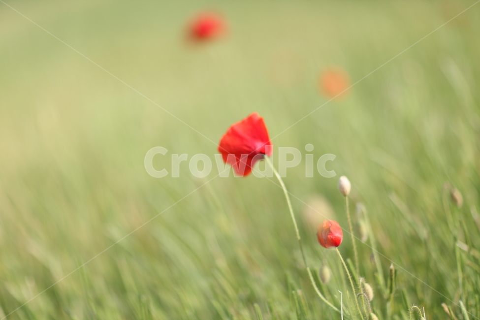 양귀비,빨강색,꽃,생화,희미한,식물,자연,plants,nature,꽃,flower