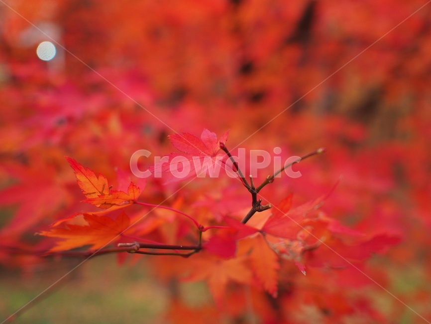 단풍잎,단풍,가을,붉은색,단풍나무,가을,계절,fall,autumn,season,leaf,잎,plant,식물,tree,나무