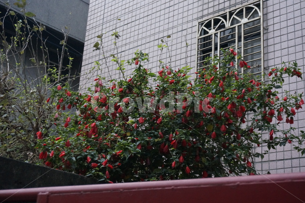 꽃,flower,빨간꽃,redflower,잎사귀,식물,자연,plants,nature,꽃,flower