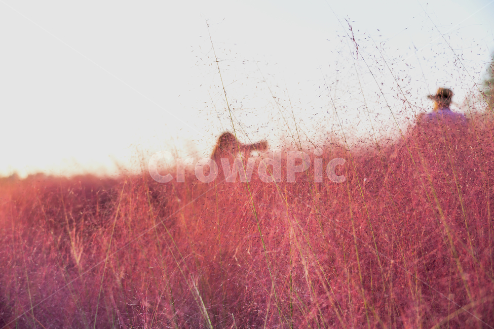 핑크뮬리,뮬리,가을,pinkmuhly,자연,공원,핑크,pink,식물,가을,계절,fall,autumn,season