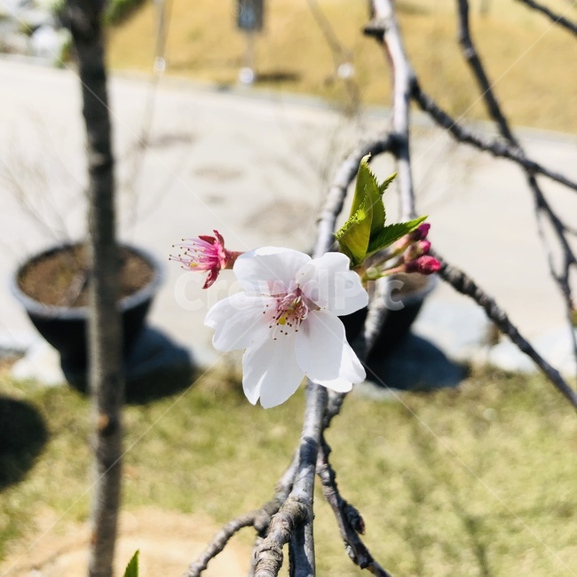 꽃,봄,spring,flower,매화
