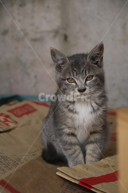 고양이,동물,cat,pet,길고양이,animal,동물,animal,포유류,mammal,고양이,cat,kitten,kitty