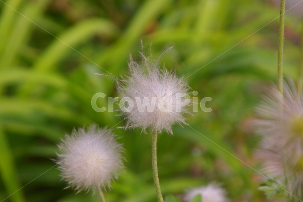 plant,식물,flower,blossom,꽃,인들레,인들레홀씨