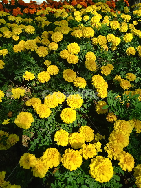 금잔화,금송화,金松花,옥동동화,성주화,당금잔,식물,꽃,plant,flower,potmarigold,관상용,한해살이풀,식물,자연,plants,nature,꽃,flower
