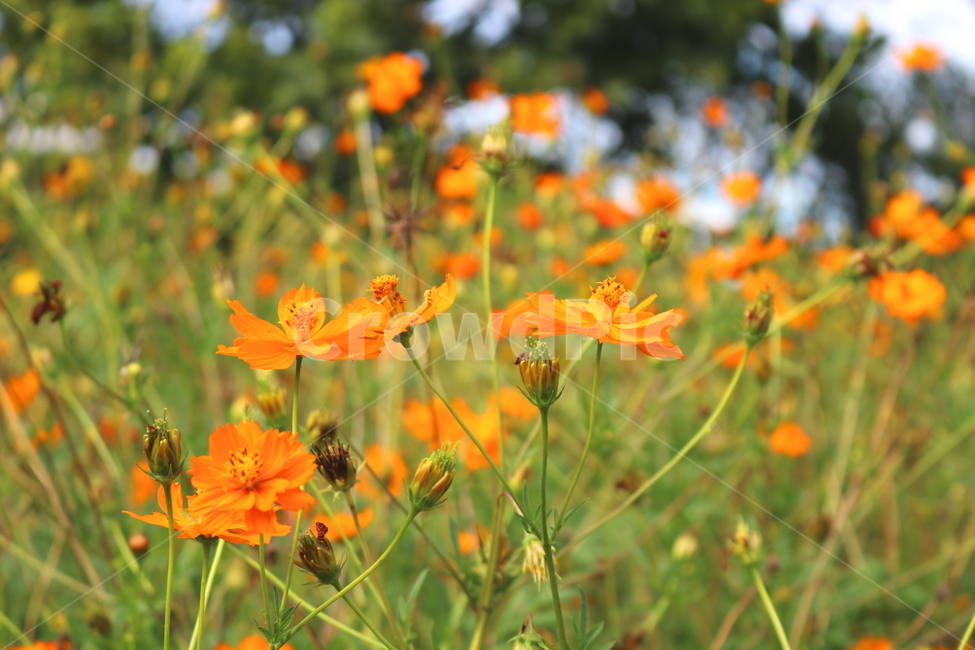 꽃,금계국,금계국꽃,국화,식물,국화과,야생화,자연,식물,자연,plants,nature,꽃,flower
