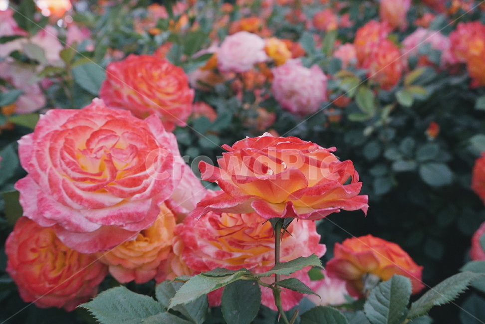 울산대공원,장미축제,울산대공원장미원,장미,꽃,장미꽃,식물,자연,plants,nature,꽃,flower