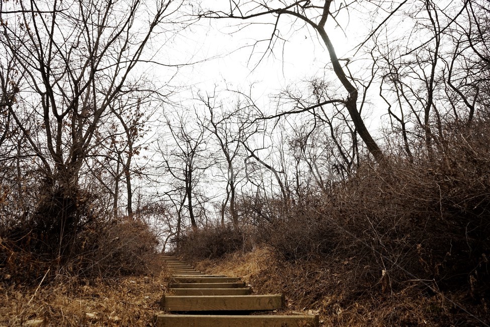 산행,식물,자연,초봄,계절,풍경,landscape,nature,나무,낙엽,나무가지,trees,desolation,solitary,fallenleaves,brown,branches,자연,풍경,nature,landscape,wood