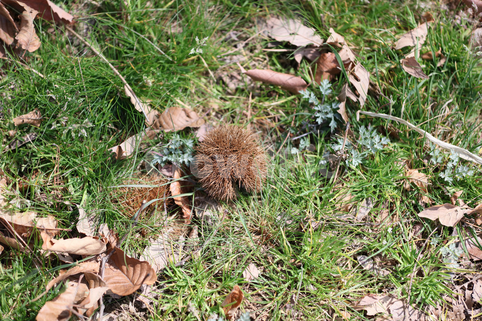plant,식물,봄,푸르름,밤