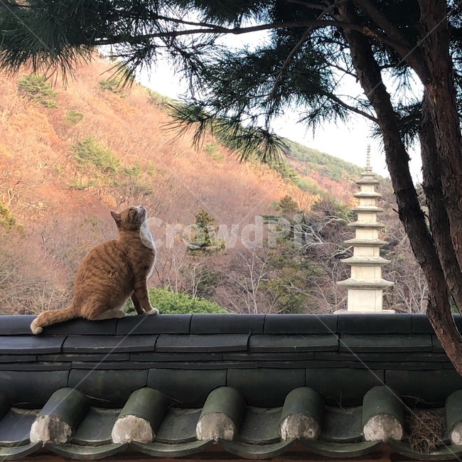 고양이,절,소나무,기와,지붕