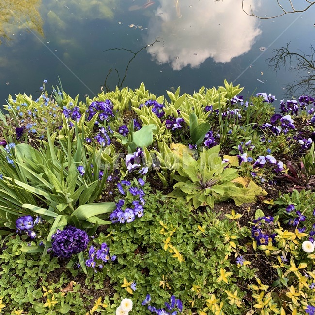 plant,식물,flower,꽃,blossom,정원,garden