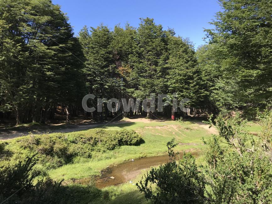 tree,나무,plant,field,식물