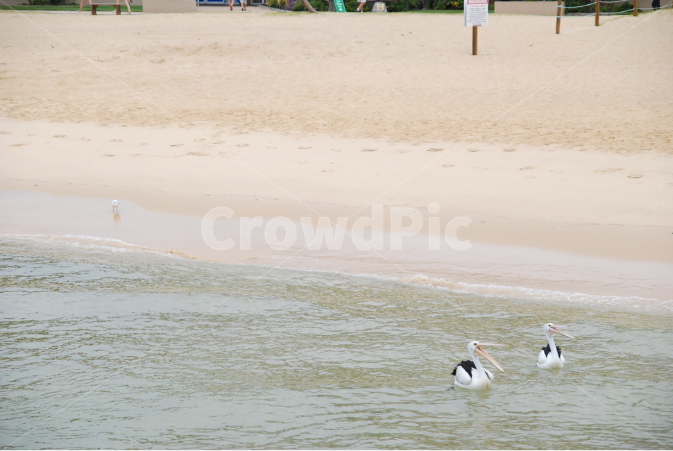 bird,새,바다,호주,pelican,펠리칸,sandybeach,동물,animal,조류,새,birds