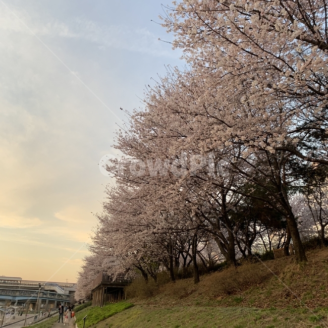 꽃,flower,blossom,봄,벚꽃,spring,안양천,벚꽃놀이