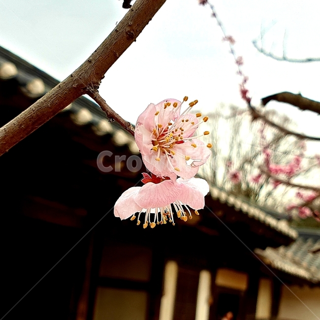 벚꽃,꽃,봄,계절,기와,지붕,나뭇가지,가지,cherryblossoms,flower,plants,식물